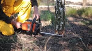 Best Tree Health Inspection  in Sea Cliff, NY